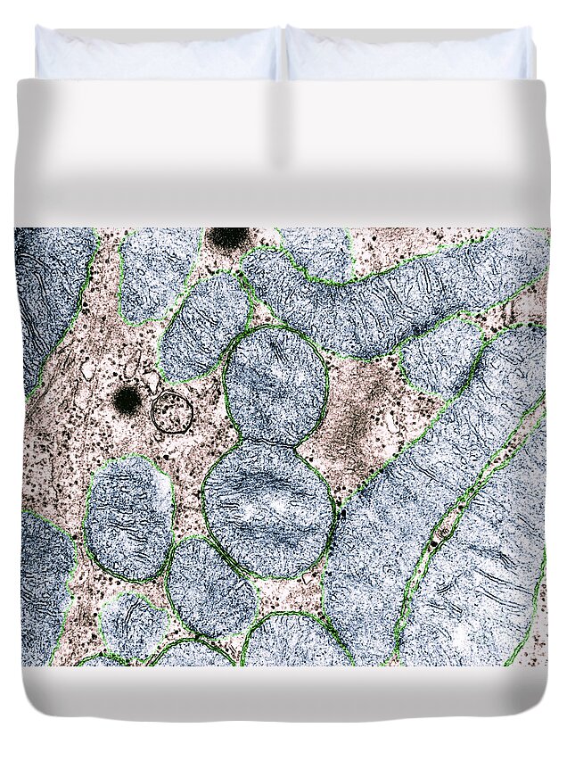 Mitochondrion Duvet Cover featuring the photograph Dividing Mitochondrion #5 by Omikron
