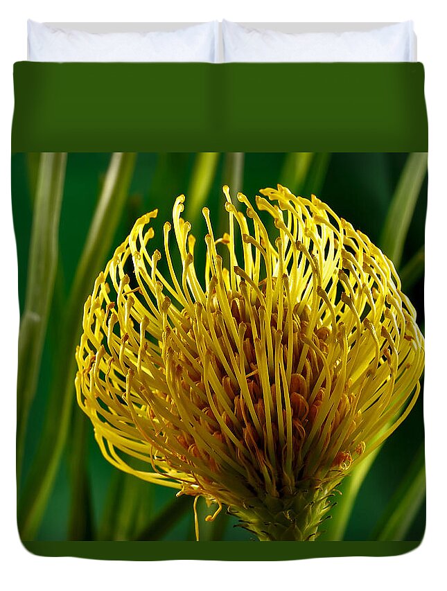 Flowers Duvet Cover featuring the photograph Picture of a Pincushion Protea #5 by Perla Copernik