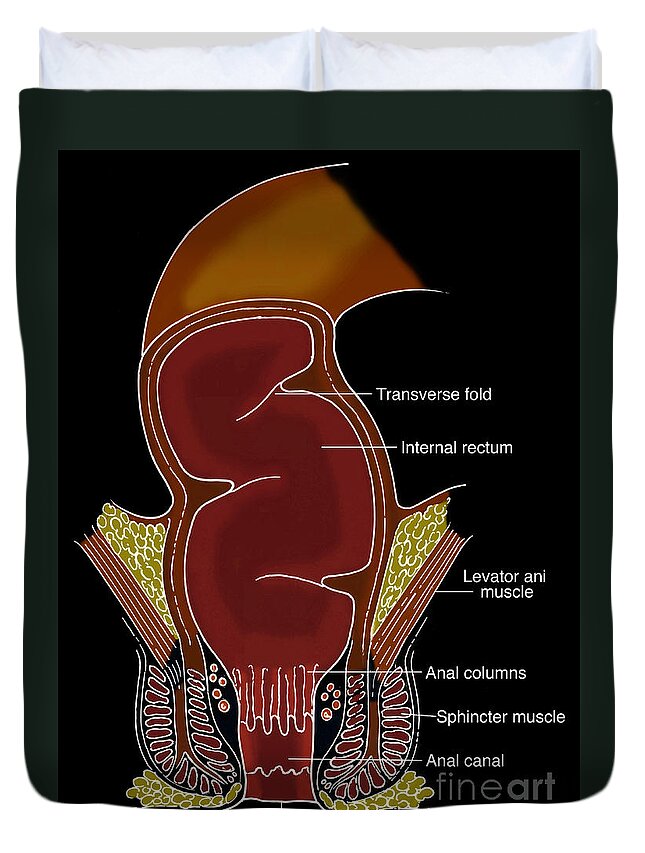 Anatomy Duvet Cover featuring the photograph Illustration Of Rectum #6 by Science Source