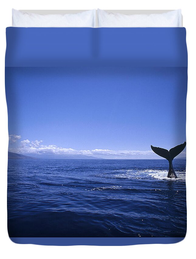 00129930 Duvet Cover featuring the photograph Humpback Whale Tail Lobbing by Flip Nicklin