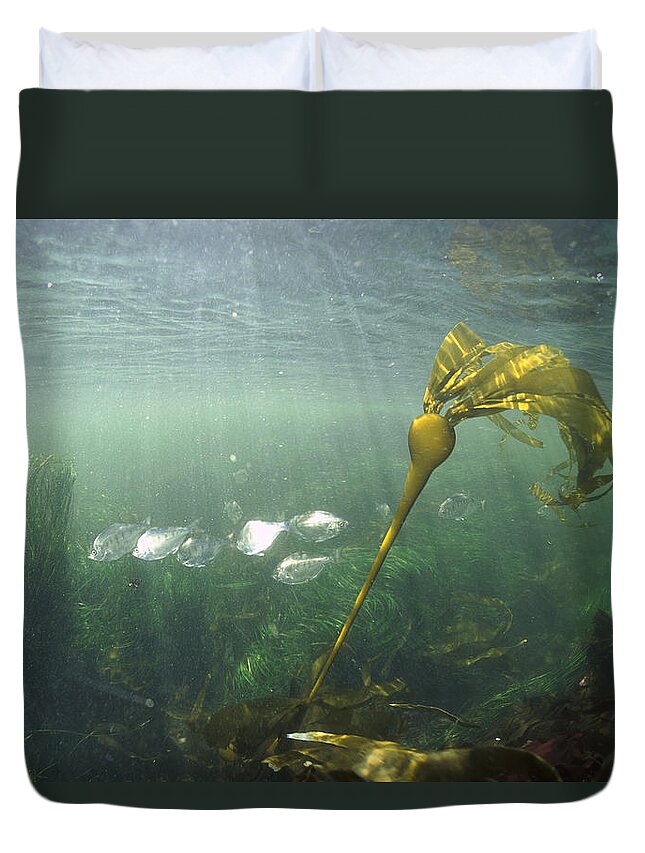 00117593 Duvet Cover featuring the photograph Bull Kelp in Clayoquot Sound by Flip Nicklin