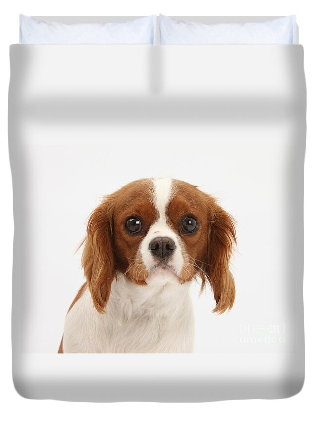 Animal Duvet Cover featuring the photograph Cavalier King Charles Spaniel #8 by Mark Taylor