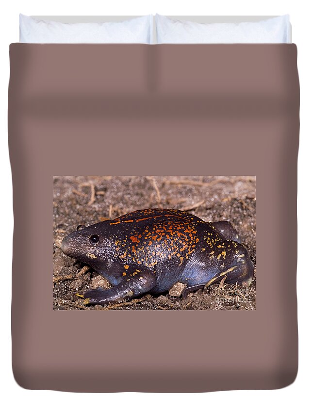 Rhinophrynidae Duvet Cover featuring the photograph Mexican Burrowing Toad #8 by Dante Fenolio