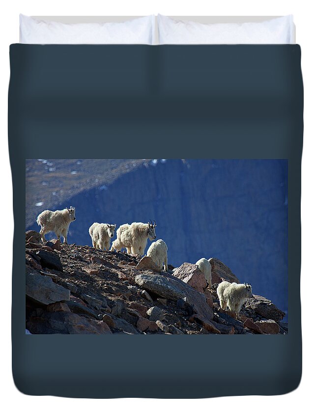 Mountain Goats; Posing; Group Photo; Baby Goat; Nature; Colorado; Crowd; Baby Goat; Mountain Goat Baby; Happy; Joy; Nature; Brothers Duvet Cover featuring the photograph The Field Trip by Jim Garrison