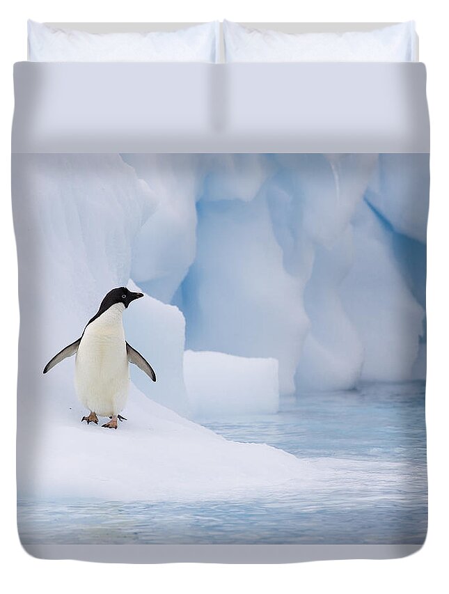 00761838 Duvet Cover featuring the photograph Adelie Penguin On Melting Iceberg by Suzi Eszterhas