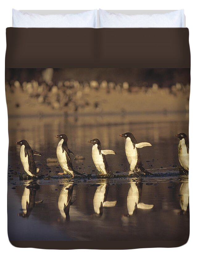 Mp Duvet Cover featuring the photograph Adelie Penguin Pygoscelis Adeliae Group by Tui De Roy