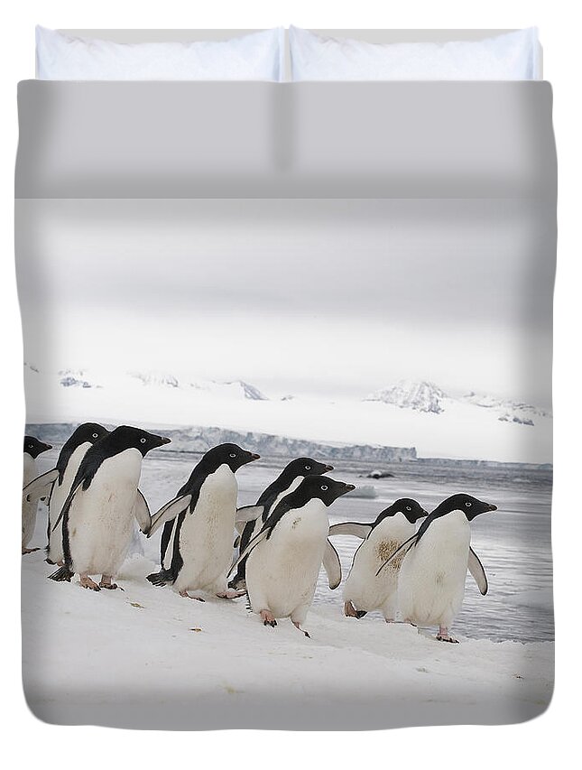 00429505 Duvet Cover featuring the photograph Adelie Penguins Walking On Ice by Flip Nicklin