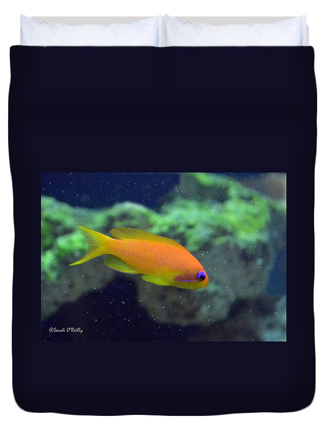 African Anthias Duvet Cover featuring the photograph African Anthias by Sandi OReilly