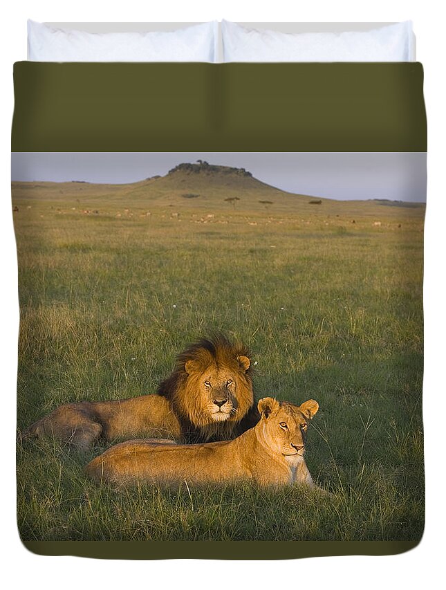 00784081 Duvet Cover featuring the photograph African Lion Couple In Maasai Mara by Suzi Eszterhas