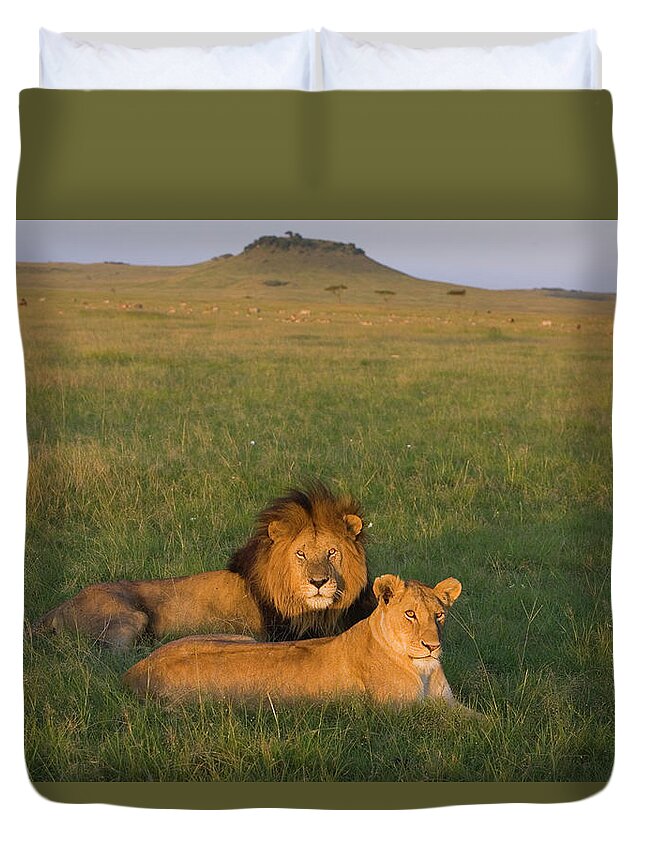 Mp Duvet Cover featuring the photograph African Lion Panthera Leo Male by Suzi Eszterhas