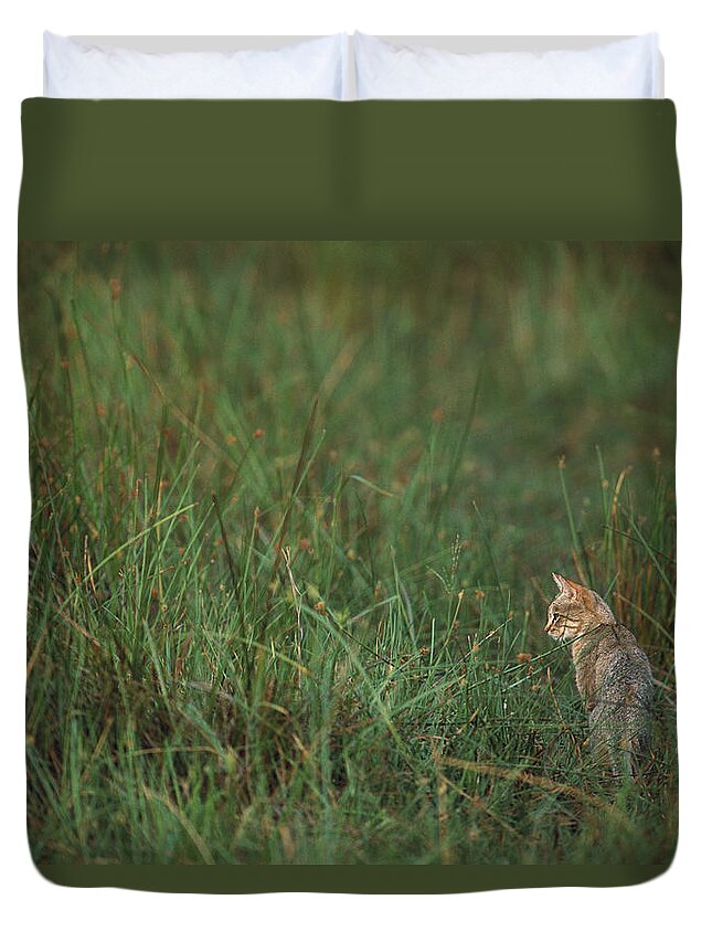Mp Duvet Cover featuring the photograph African Wild Cat Felis Lybica Sitting by Pete Oxford