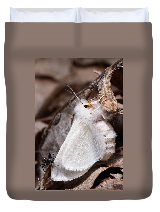 Spilosoma Congrua Duvet Cover featuring the photograph Agreeable Tiger Moth With Ant by Daniel Reed