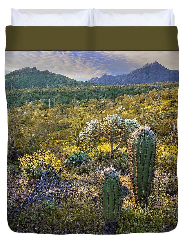 00175226 Duvet Cover featuring the photograph Ajo Mountains Organ Pipe Cactus by Tim Fitzharris