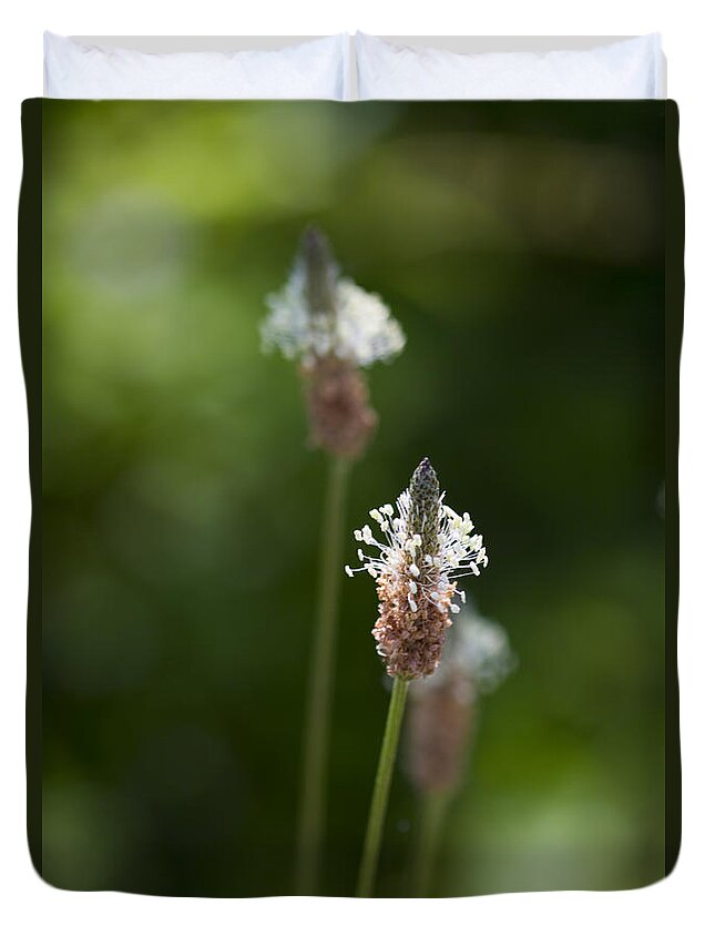 Narrowleaf Plantain Duvet Cover featuring the photograph Alabama Narrowleaf Plantain Wildflowers by Kathy Clark