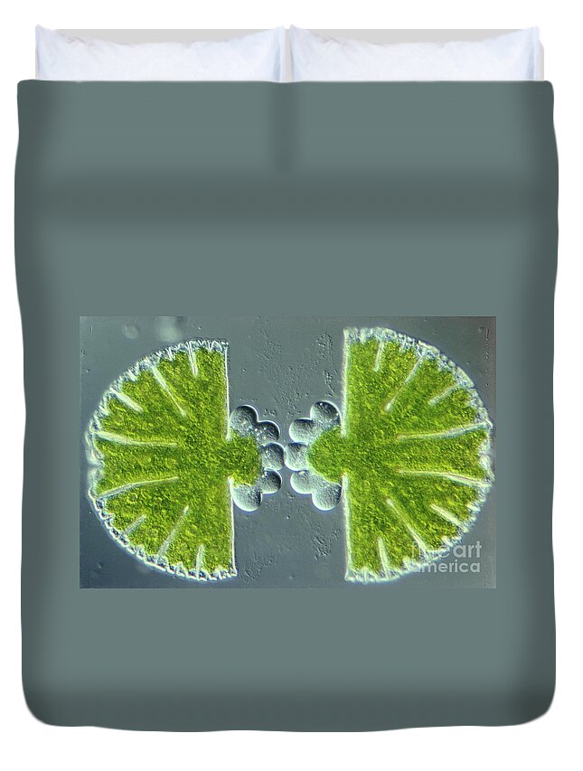 Micrasterias Duvet Cover featuring the photograph Algae Binary Fission by M. I. Walker