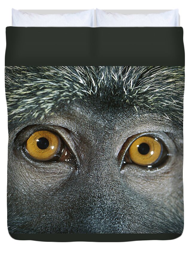 Mp Duvet Cover featuring the photograph Allens Swamp Monkey Allenopithecus by Michael Durham