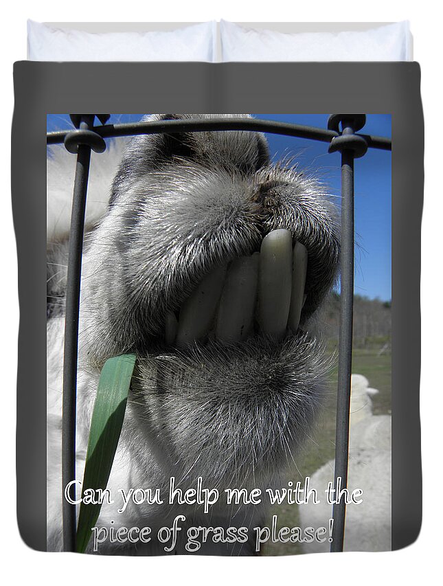 Alpaca Duvet Cover featuring the photograph Alpaca funnies by Kim Galluzzo