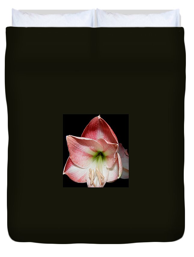 Lily Duvet Cover featuring the photograph Amaryllis in bloom by Kim Galluzzo Wozniak