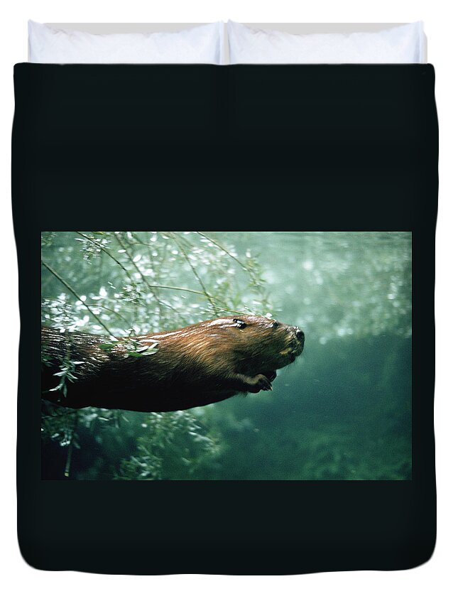 Mp Duvet Cover featuring the photograph American Beaver Castor Canadensis by Konrad Wothe