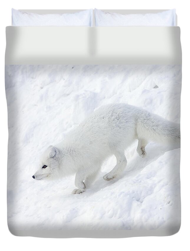 Mp Duvet Cover featuring the photograph Arctic Fox Alopex Lagopus On Snow Drift by Matthias Breiter