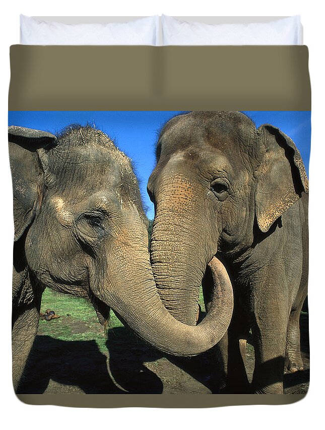 Mp Duvet Cover featuring the photograph Asian Elephant Elephas Maximus Pair by Zssd