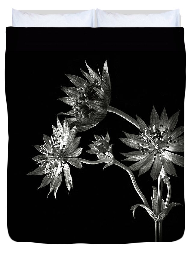 Flower Duvet Cover featuring the photograph Astrantia in Black and White by Endre Balogh
