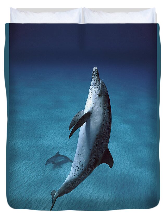 00270050 Duvet Cover featuring the photograph Atlantic Spotted Dolphins by Hiroya Minakuchi
