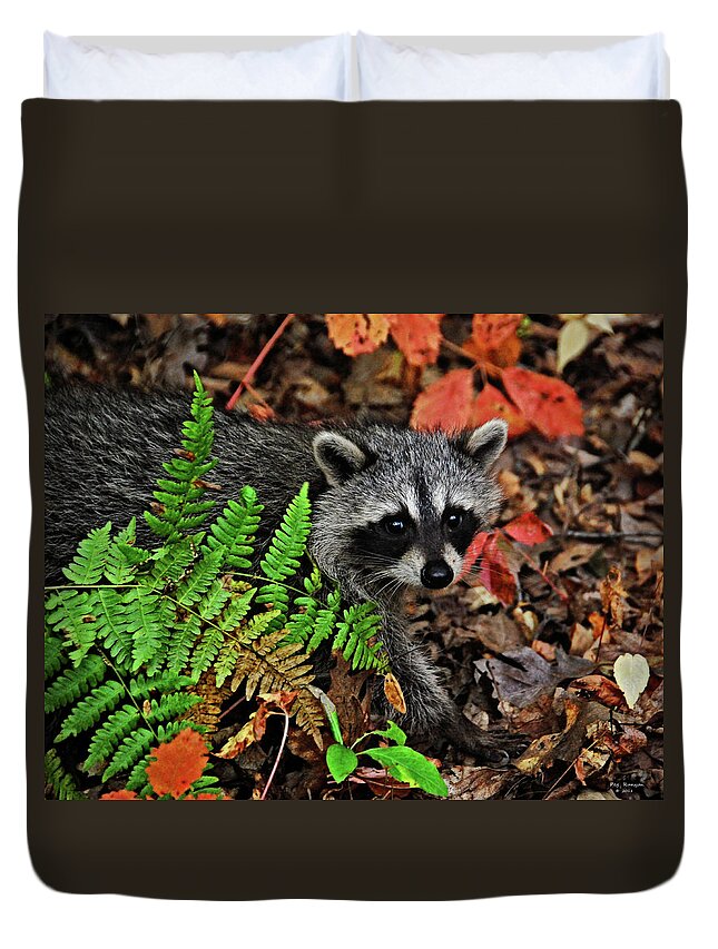 Nature Duvet Cover featuring the photograph Autumn Raccoon by Peg Runyan