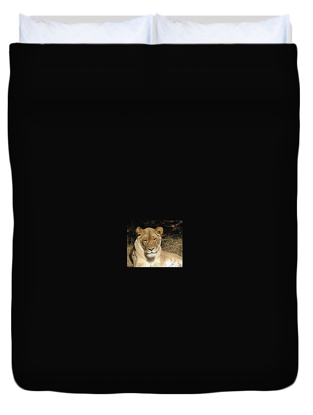 Lioness Duvet Cover featuring the photograph Aww Tilt by Kim Galluzzo