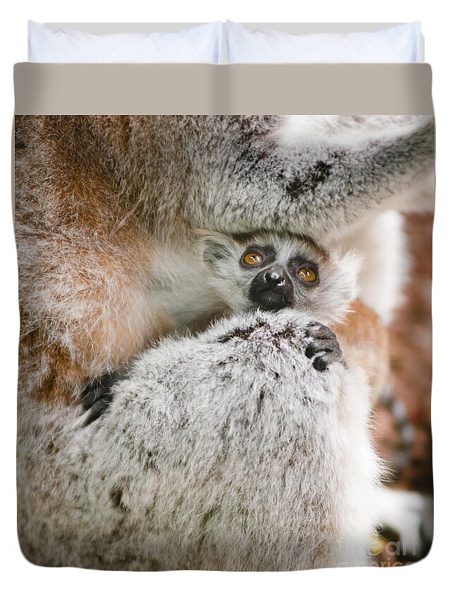 Animal Duvet Cover featuring the photograph Baby Lemur holds tight to mum by Andrew Michael