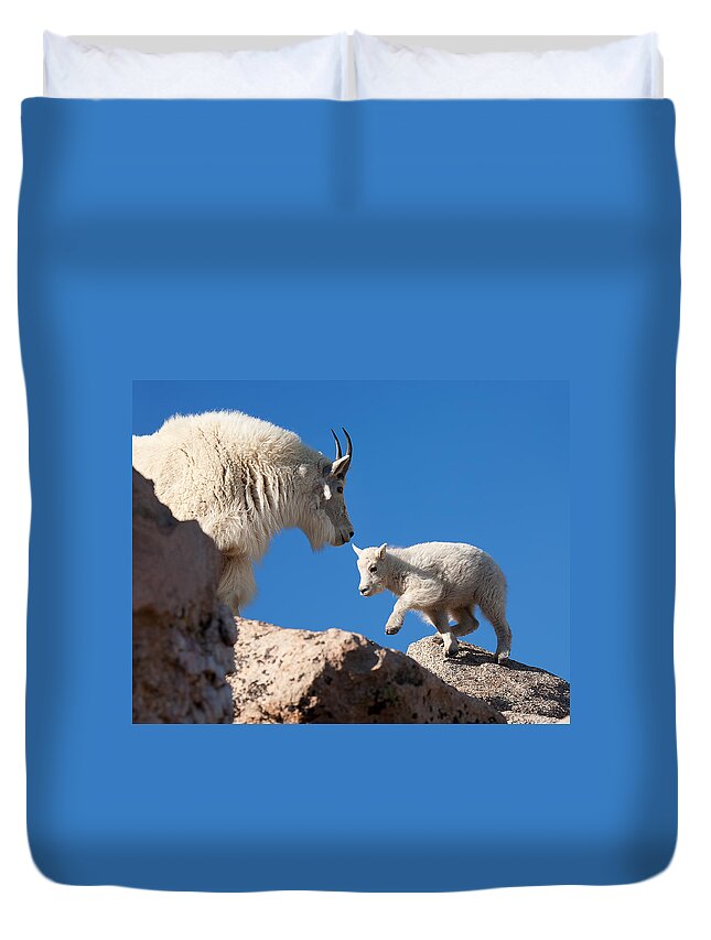 Mountain Goats; Baby; First Steps; Stepping; Encouragement; Nature; Goat; Stepping Out; Baby Goat; Mountain Goat Baby; Happy; Joy; Nature; Brothers Duvet Cover featuring the photograph Baby Steps by Jim Garrison