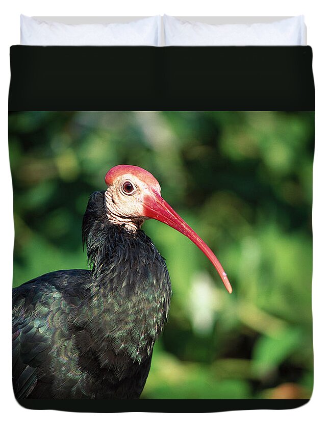 Mp Duvet Cover featuring the photograph Bald Ibis Geronticus Calvus Portrait by San Diego Zoo