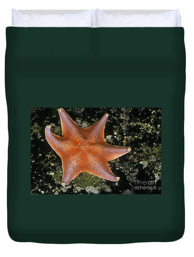 Bat Star Duvet Cover featuring the photograph Bat Star by Nature Source