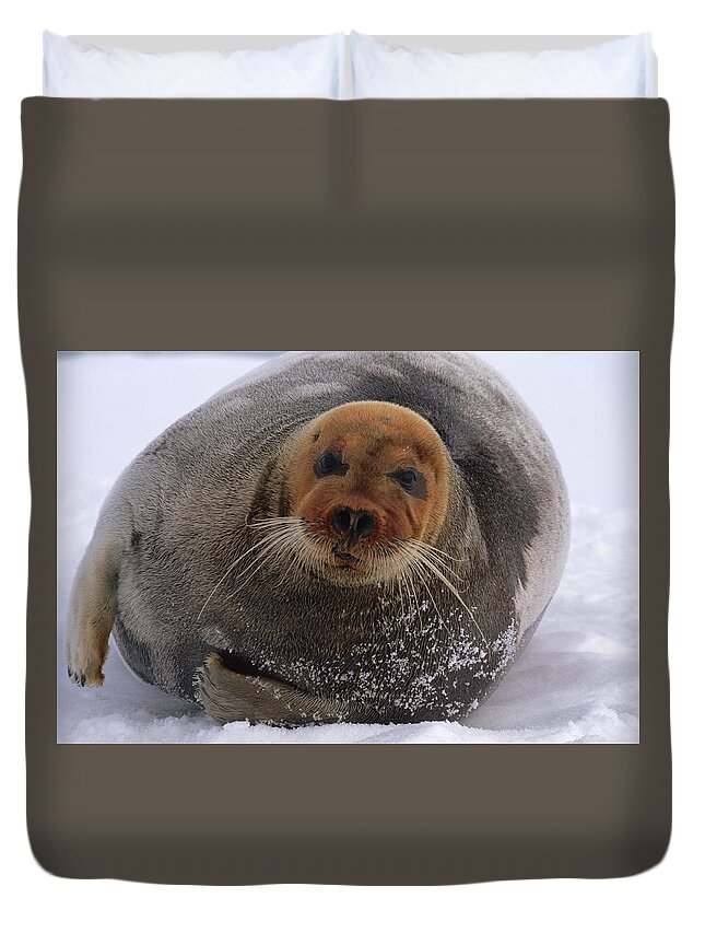 Mp Duvet Cover featuring the photograph Bearded Seal Erignathus Barbatus Adult by Flip Nicklin