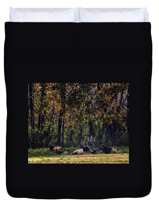 Bull Elk Duvet Cover featuring the photograph Bedding Down by Michael Dougherty
