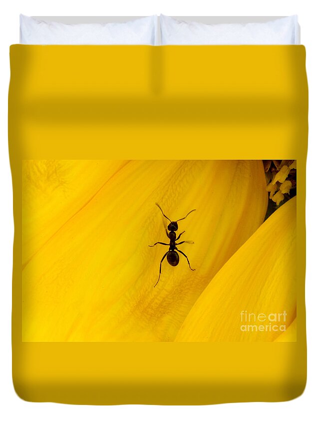 Black Duvet Cover featuring the photograph Black Ant On Sunflower Petal by Bob Christopher