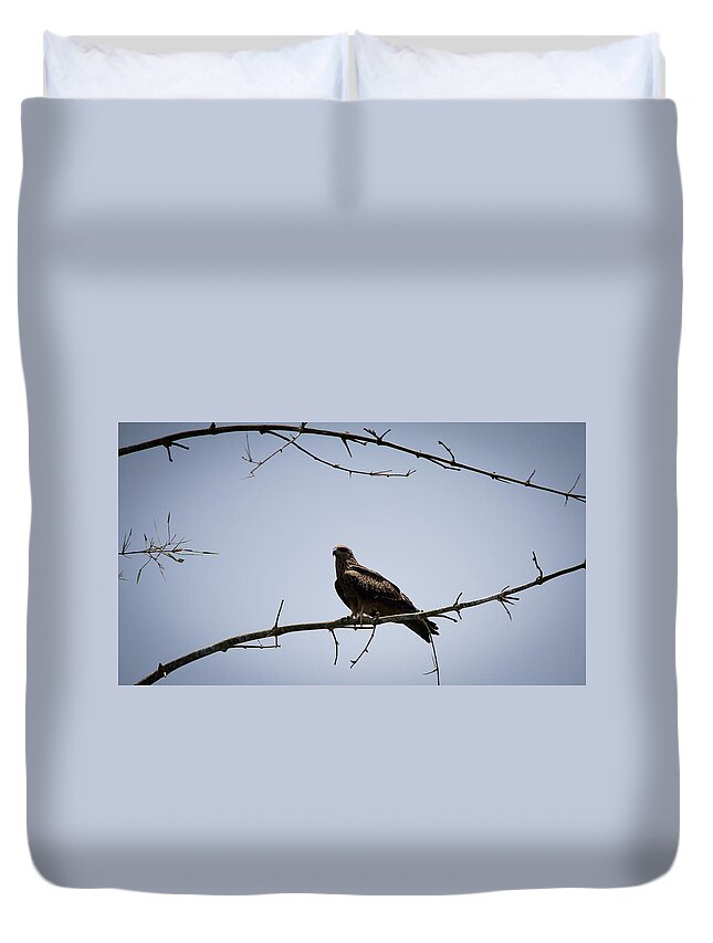 Black Kite Duvet Cover featuring the photograph Black Kite by SAURAVphoto Online Store