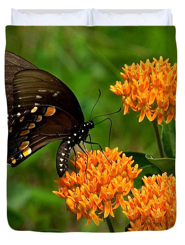 Insect Duvet Cover featuring the photograph Black Swallowtail Visiting Butterfly Weed DIN012 by Gerry Gantt