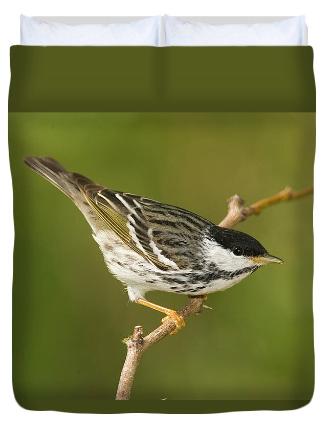 Mp Duvet Cover featuring the photograph Blackpoll Warbler Dendroica Striata by Tom Vezo