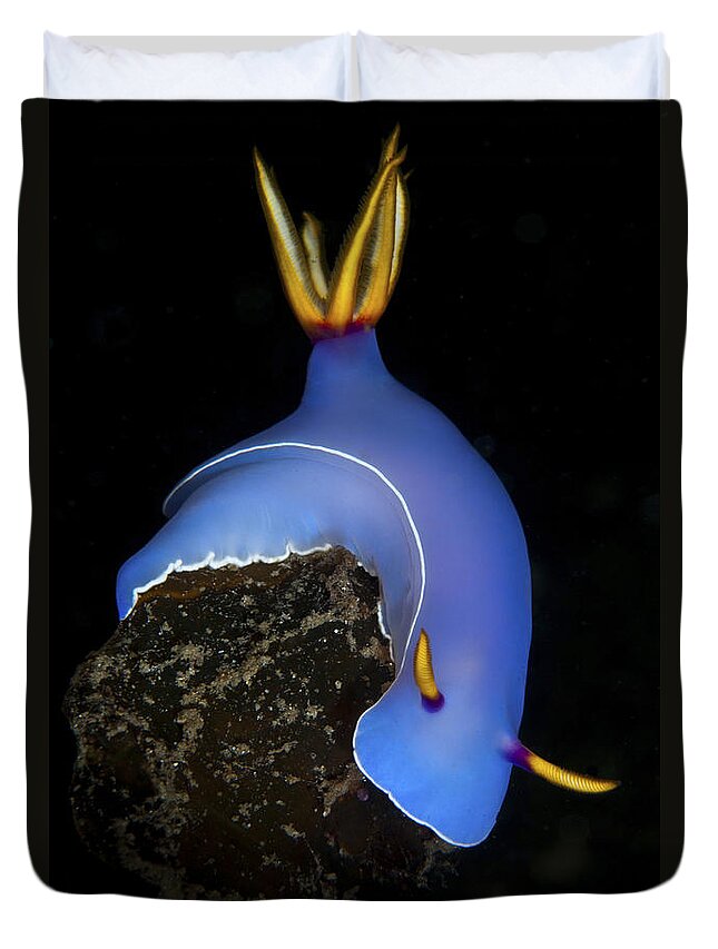 Habitat Duvet Cover featuring the photograph Blue Hypselodoris Bulockii Sea Slug by Mathieu Meur