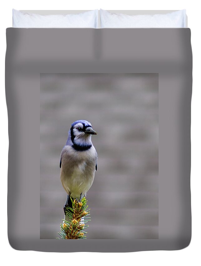 Blue Duvet Cover featuring the photograph Blue Jay in the pine by LeeAnn McLaneGoetz McLaneGoetzStudioLLCcom