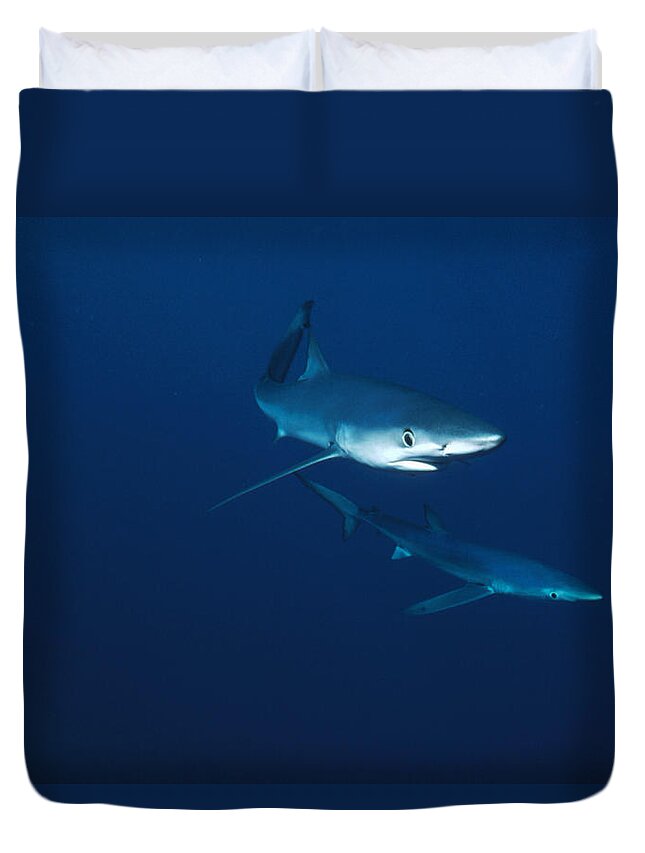 Mp Duvet Cover featuring the photograph Blue Shark Prionace Glauca Pair by Flip Nicklin
