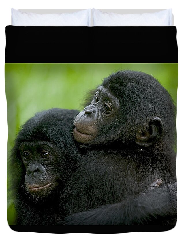 00620691 Duvet Cover featuring the photograph Bonobo Orphans Hugging by Cyril Ruoso