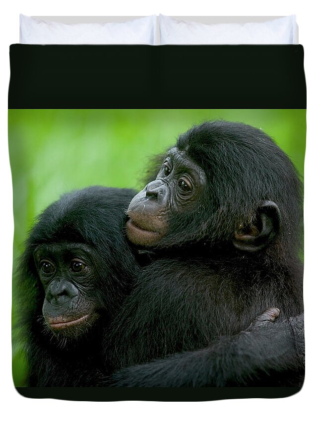 Mp Duvet Cover featuring the photograph Bonobo Pan Paniscus Pair Of Orphans by Cyril Ruoso