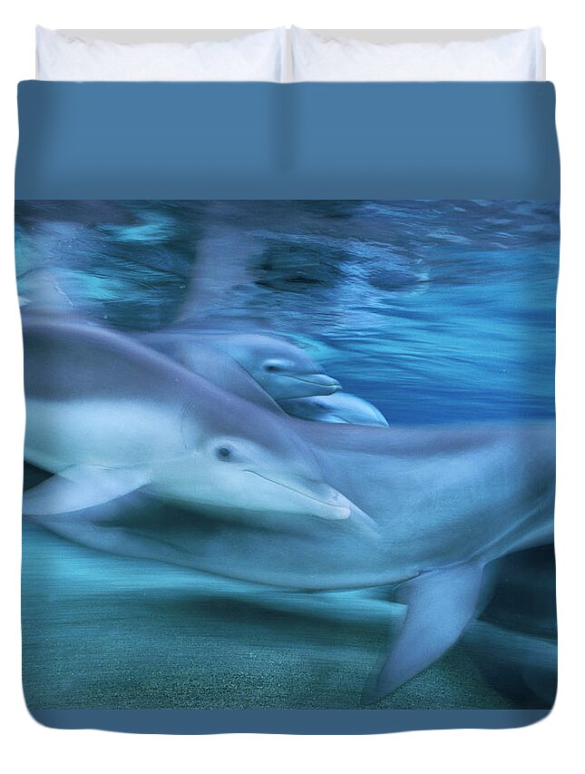 00125754 Duvet Cover featuring the photograph Bottlenose Dolphins Swimming Hawaii by Flip Nicklin