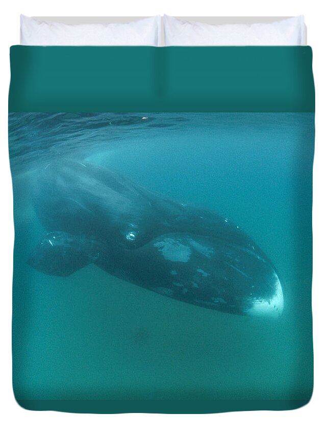 00081388 Duvet Cover featuring the photograph Bowhead Whale Diving Of Baffin Island by Flip Nicklin