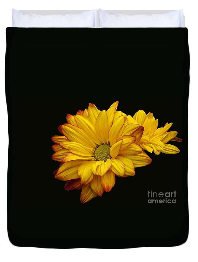Chrysanthemum Duvet Cover featuring the photograph Bright And Brassy by Byron Varvarigos