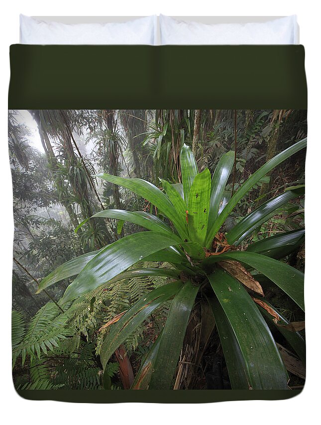 00456443 Duvet Cover featuring the photograph Bromeliad And Tree Ferns Colombia by Cyril Ruoso