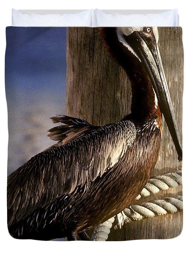 Birds Duvet Cover featuring the photograph Brown Pelican in Key West 9L by Gerry Gantt
