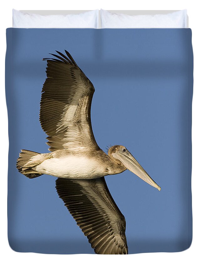 00429755 Duvet Cover featuring the photograph Brown Pelican Juvenile Flying Santa by Sebastian Kennerknecht